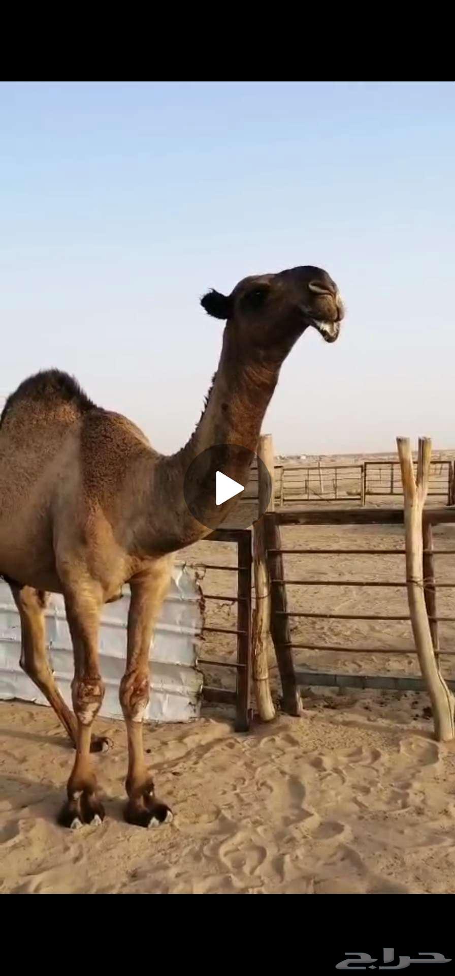 حق باتلي64585509208066110