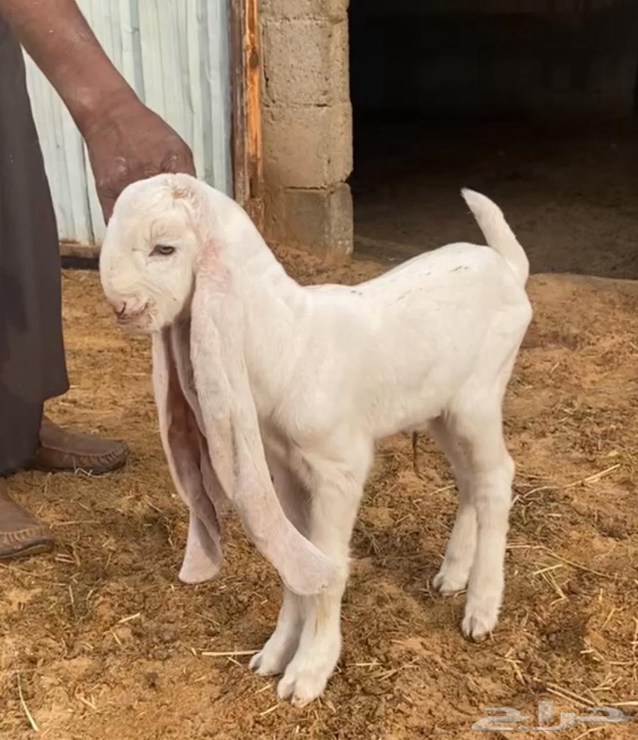 حفرتين مطورات برص فواخر توم بطن واحد64588544705538114