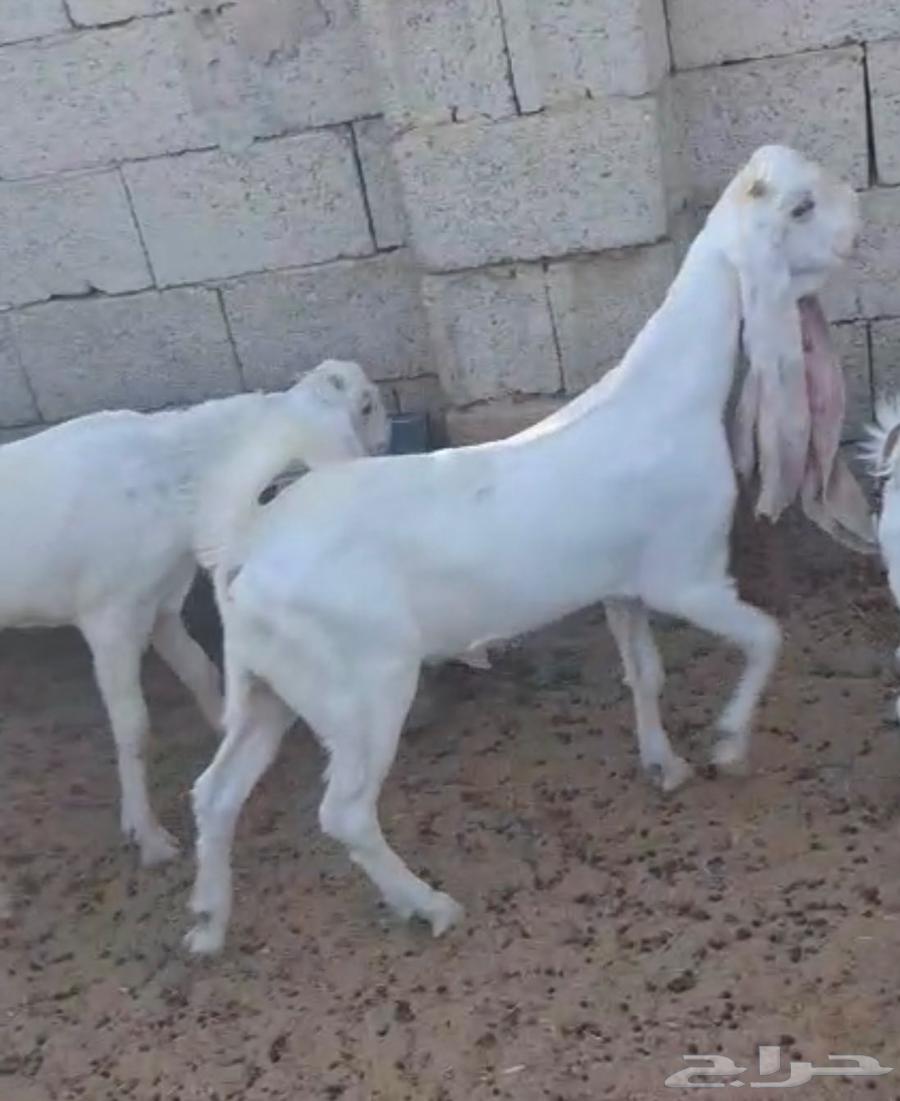 حفرتين مطورات برص فواخر توم بطن واحد64588544705538111