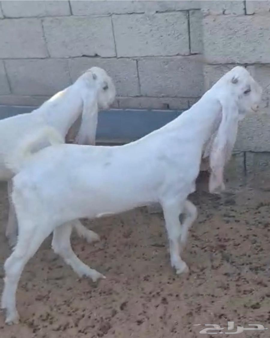 حفرتين مطورات برص فواخر توم بطن واحد64588544705538112