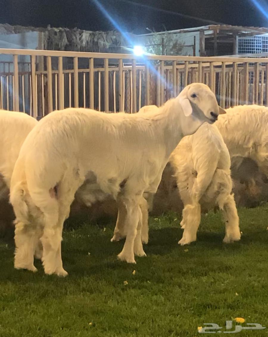 Stallion Project for Sale in Al Majma'ah64581073171459111