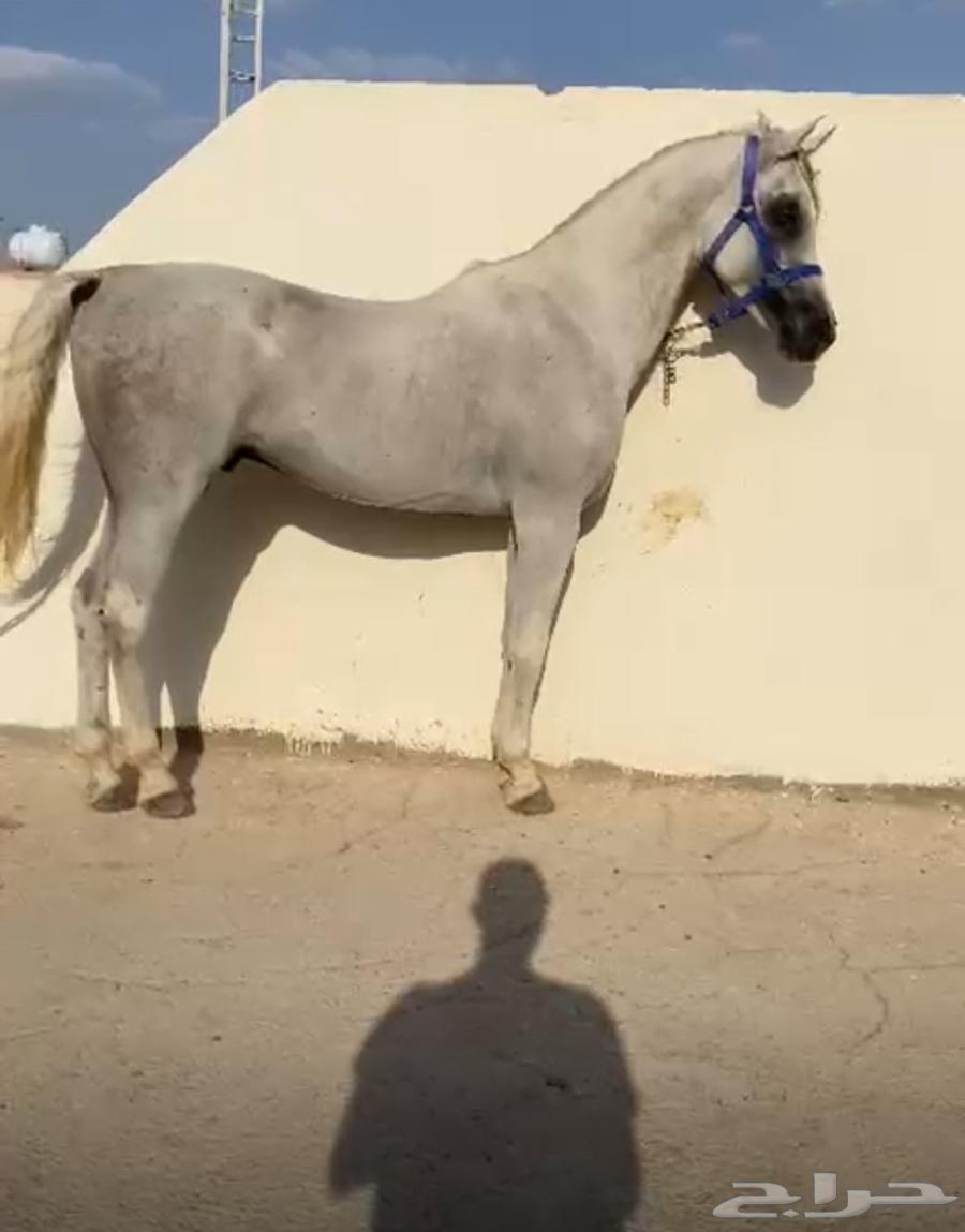 حصان مصري بيور فحل64583471098243110