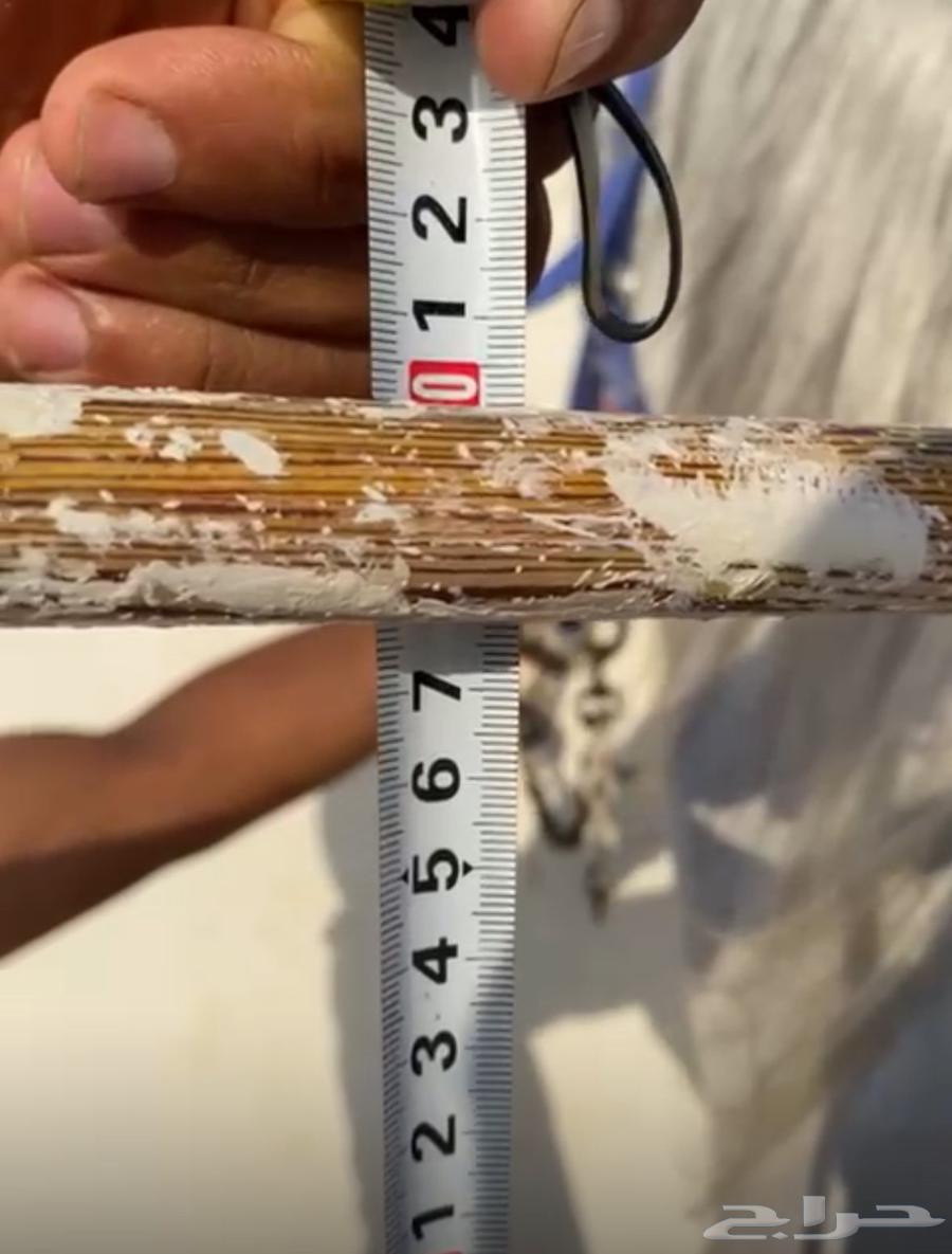 حصان مصري بيور فحل64583471098243113