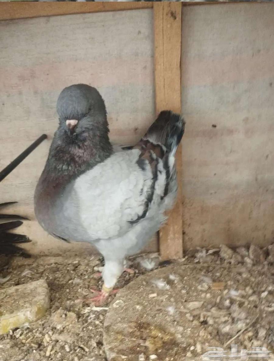 تم البيع 15 طيار هندي وكنق وفانتيل مودينا للكل 30064581183159299114