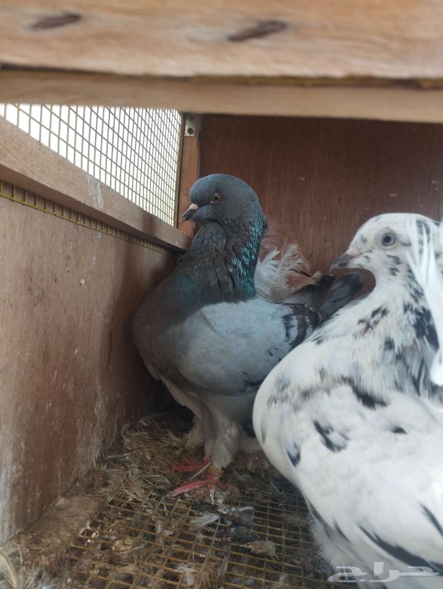 تم البيع 15 طيار هندي وكنق وفانتيل مودينا للكل 30064581183159299110