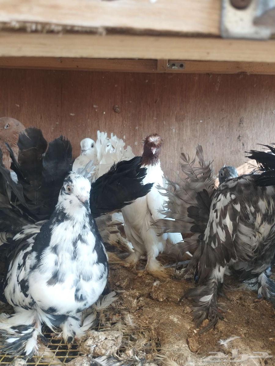 تم البيع 15 طيار هندي وكنق وفانتيل مودينا للكل 30064581183159299111