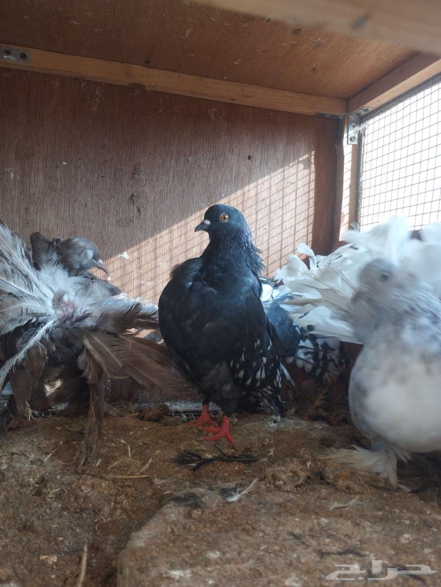 تم البيع 15 طيار هندي وكنق وفانتيل مودينا للكل 30064581183159299112