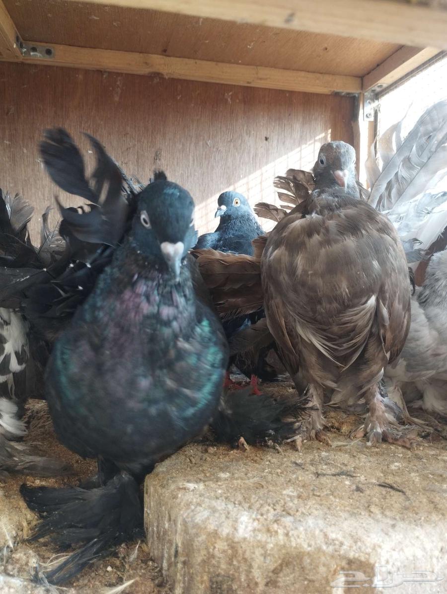 تم البيع 15 طيار هندي وكنق وفانتيل مودينا للكل 30064581183159299113