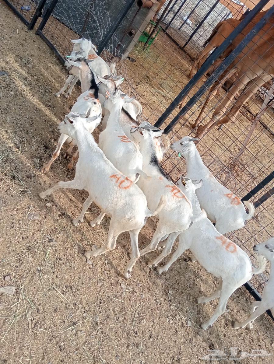 تيوس صوماليه للبيع جدعان تنيان جمله وتفريد64581251458051111