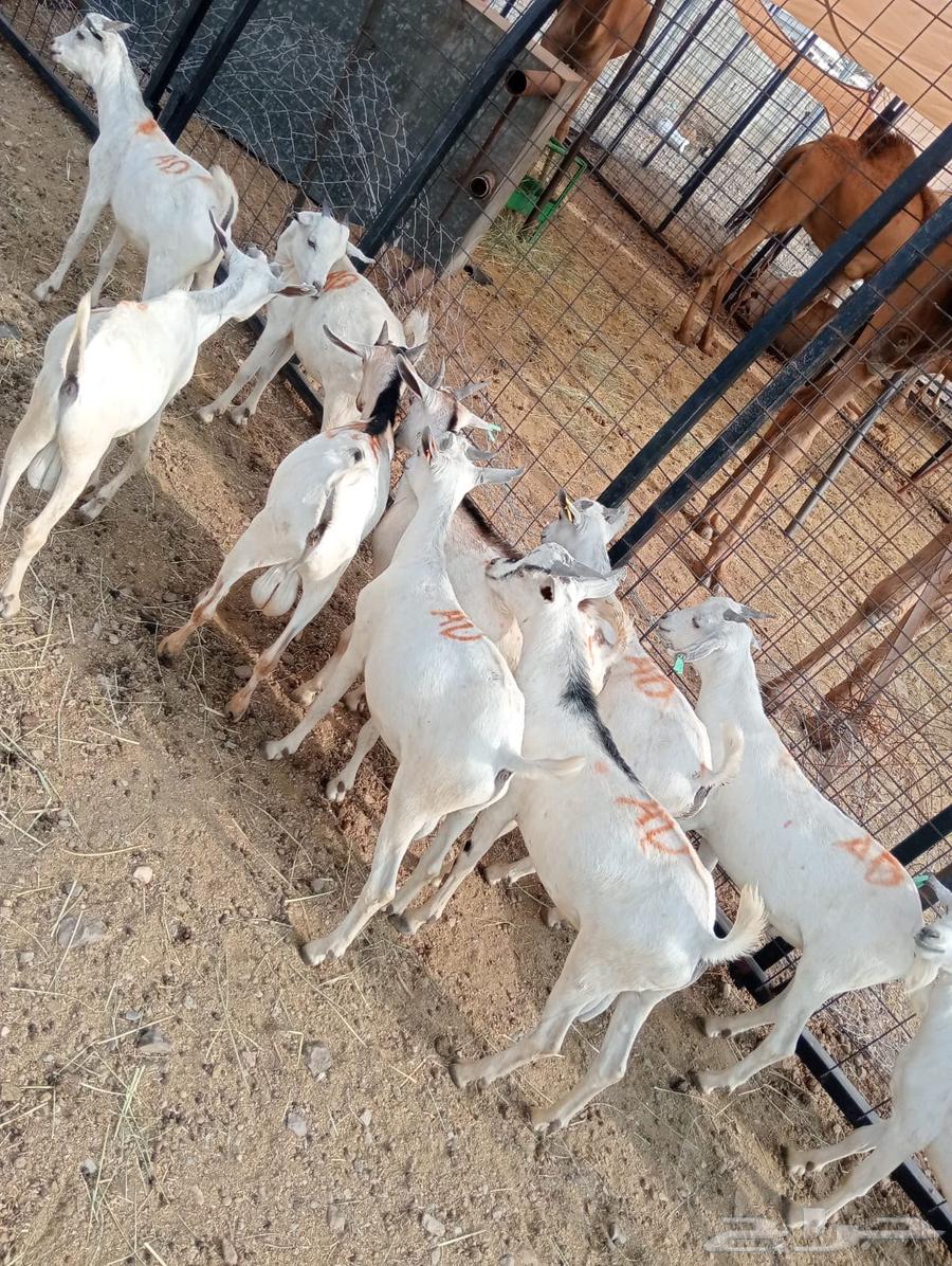 تيوس صوماليه للبيع جدعان تنيان جمله وتفريد64581251458051112