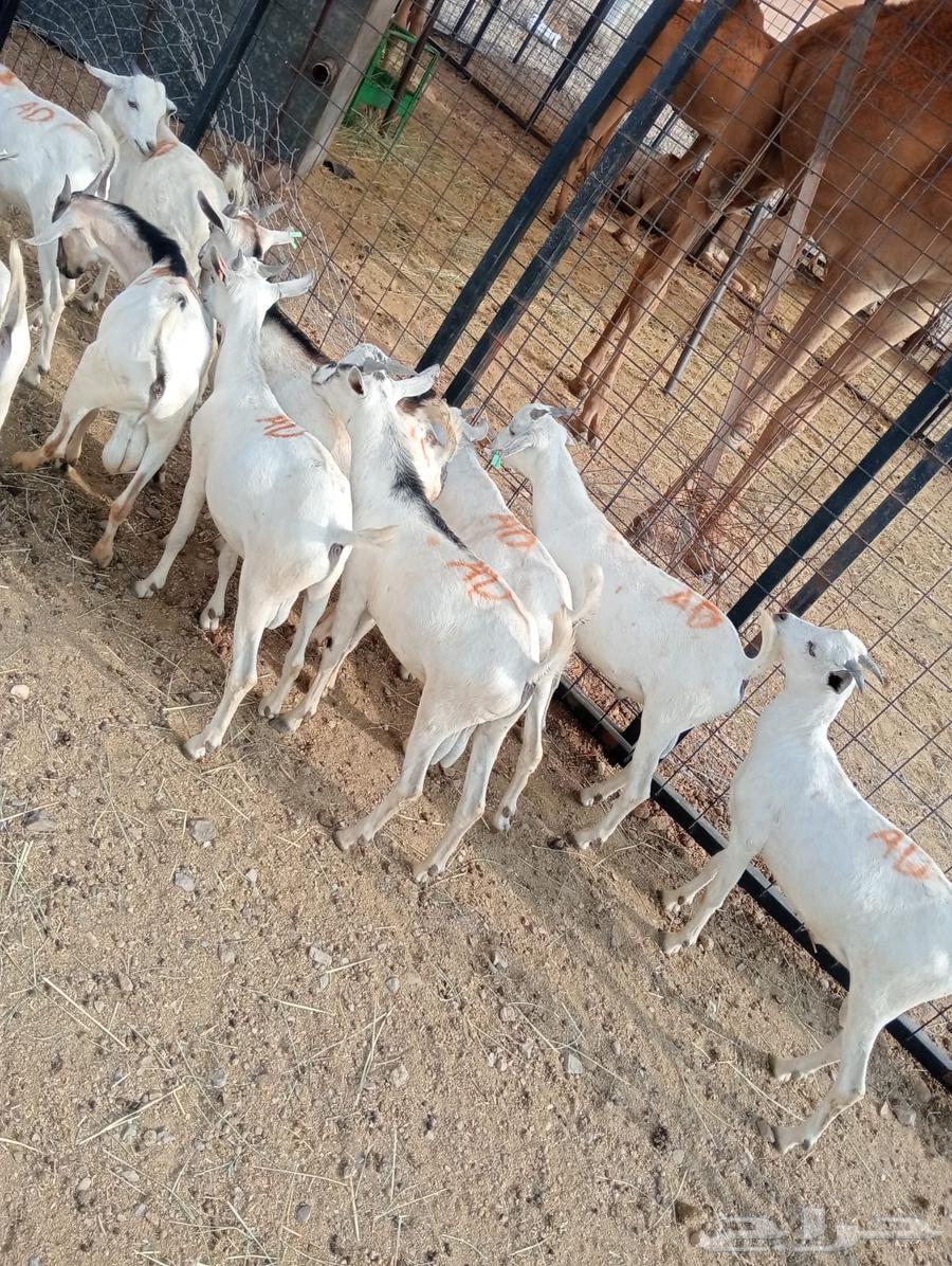 تيوس صوماليه للبيع جدعان تنيان جمله وتفريد64581251458051113