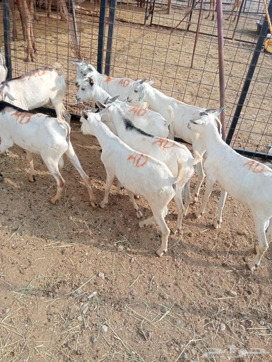 تيوس صوماليه للبيع جدعان تنيان جمله وتفريد64581251458051114