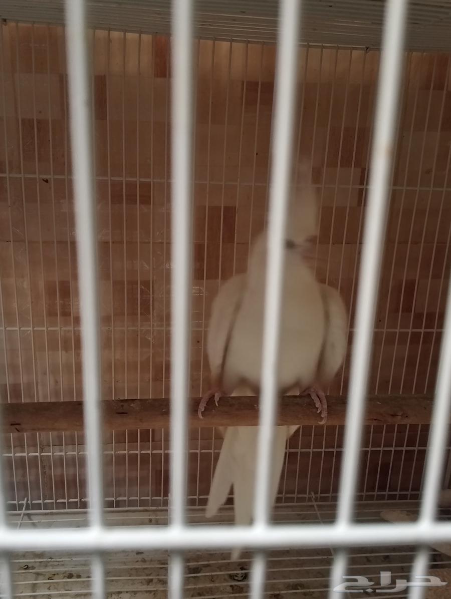 انثي كروان البينو64588806473345110