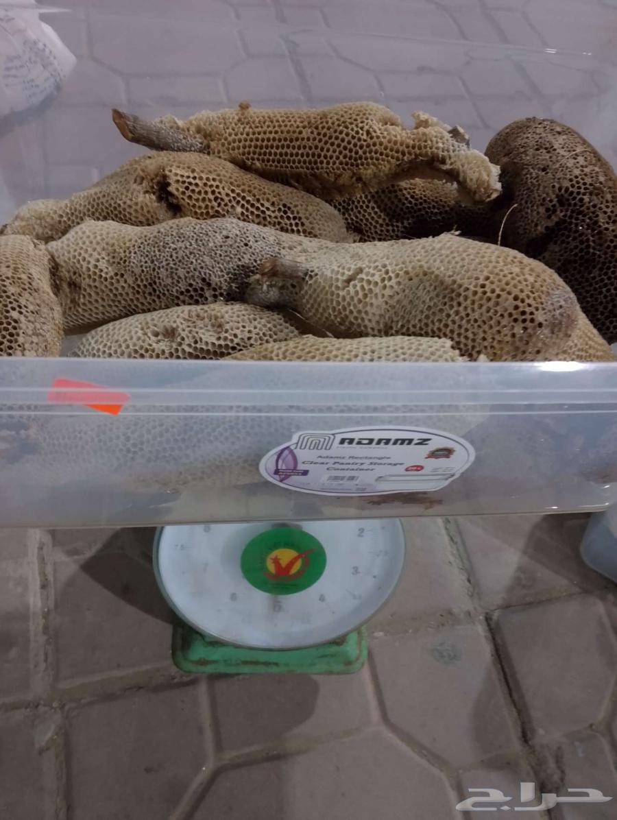 عسل بري حر اليوم وامس جديد الكيلو ب10064586948644738111