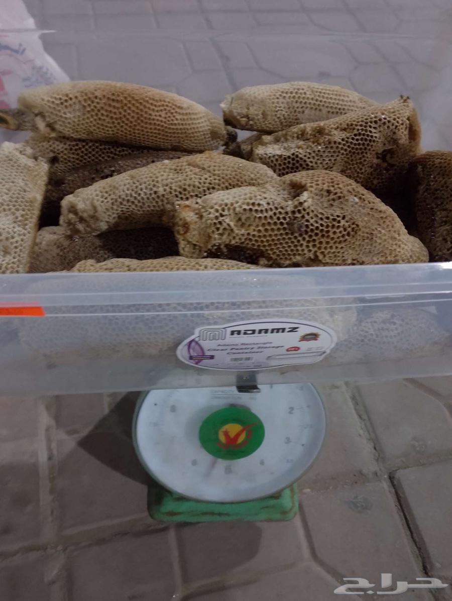 عسل بري حر اليوم وامس جديد الكيلو ب10064586948644738113