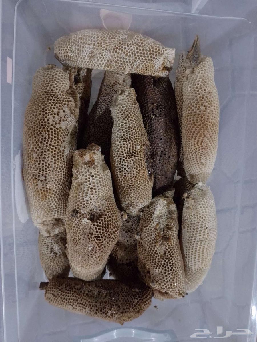 عسل بري حر اليوم وامس جديد الكيلو ب10064586948644738112