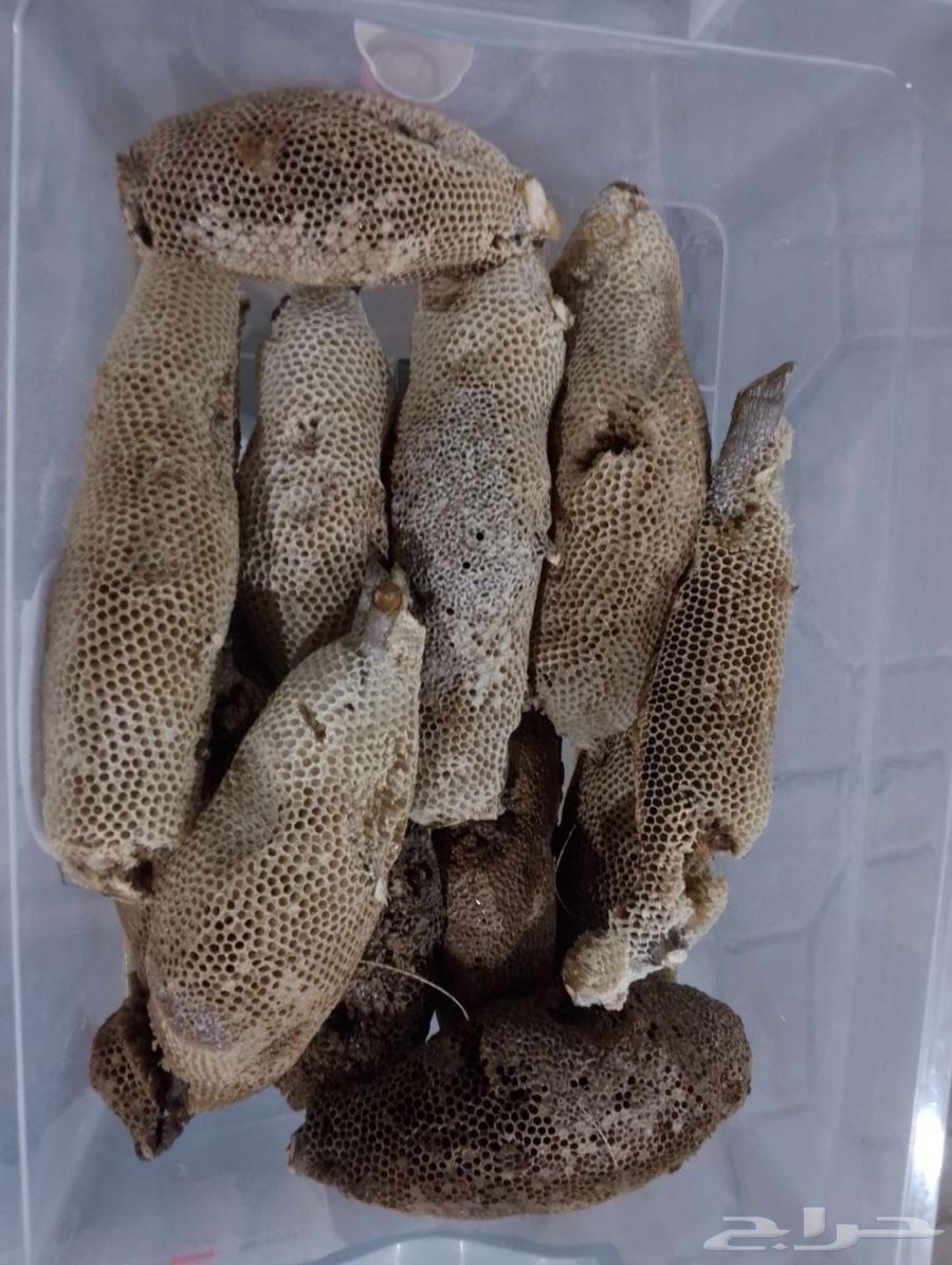 عسل بري حر اليوم وامس جديد الكيلو ب10064586948644738110