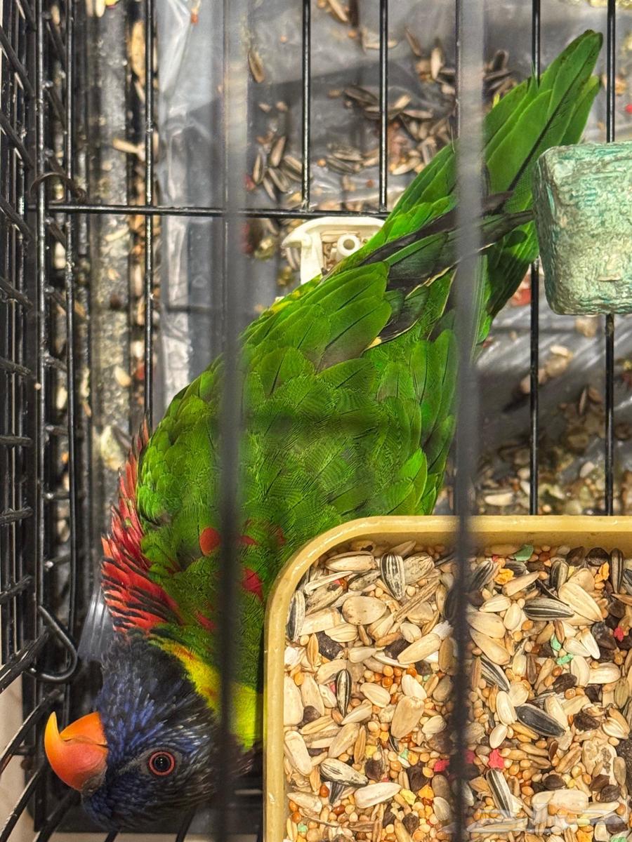 ببغاء اللوري64581759643651113