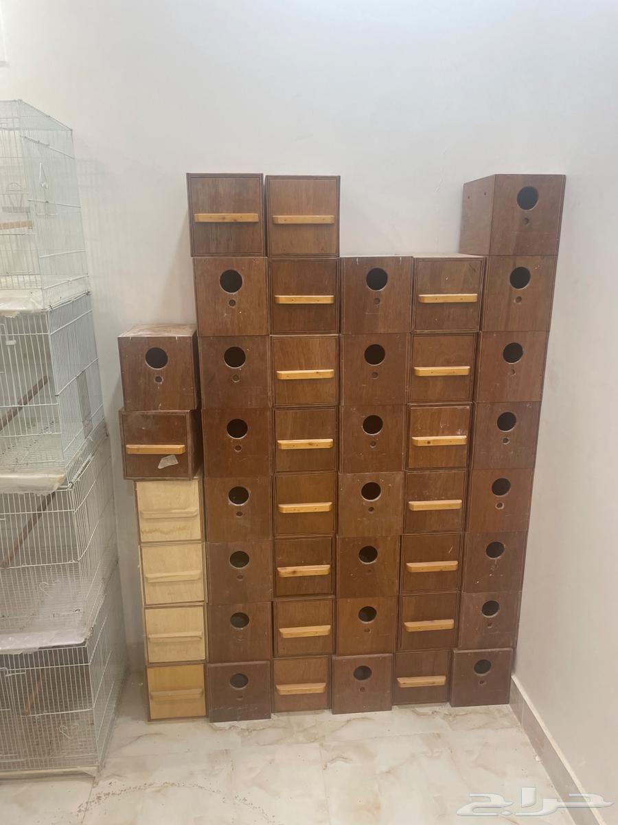 بيضات طيور حب64587304684418110