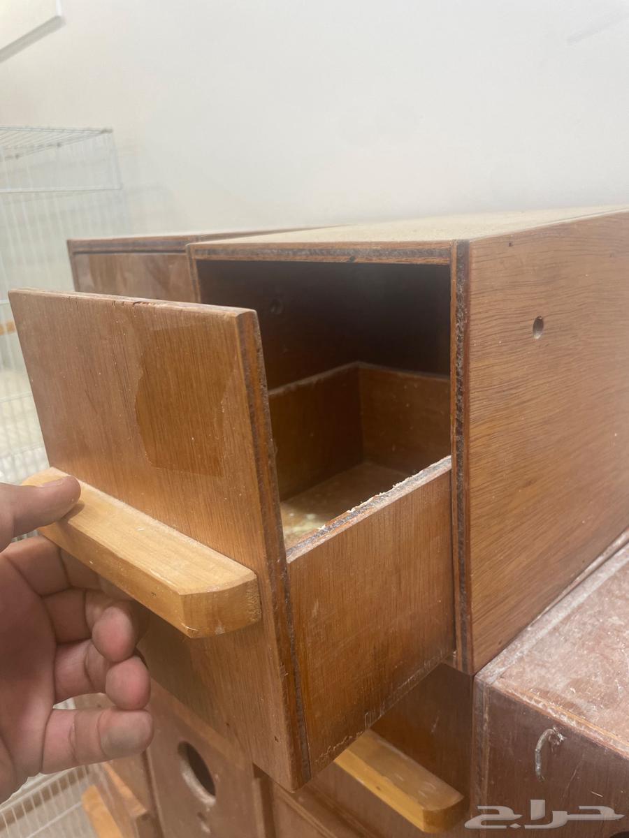 بيضات طيور حب64587304684418111