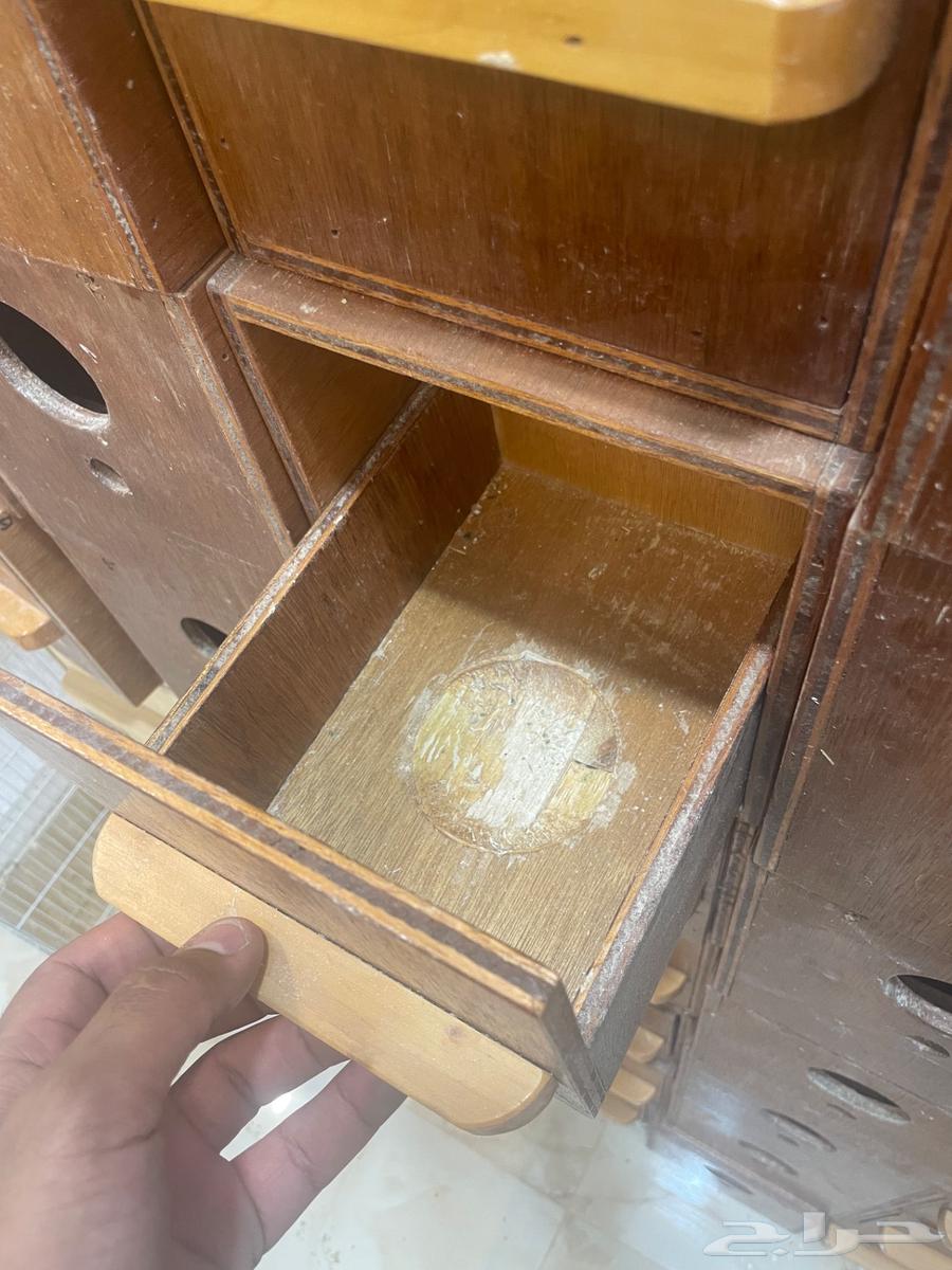 بيضات طيور حب64587304684418112