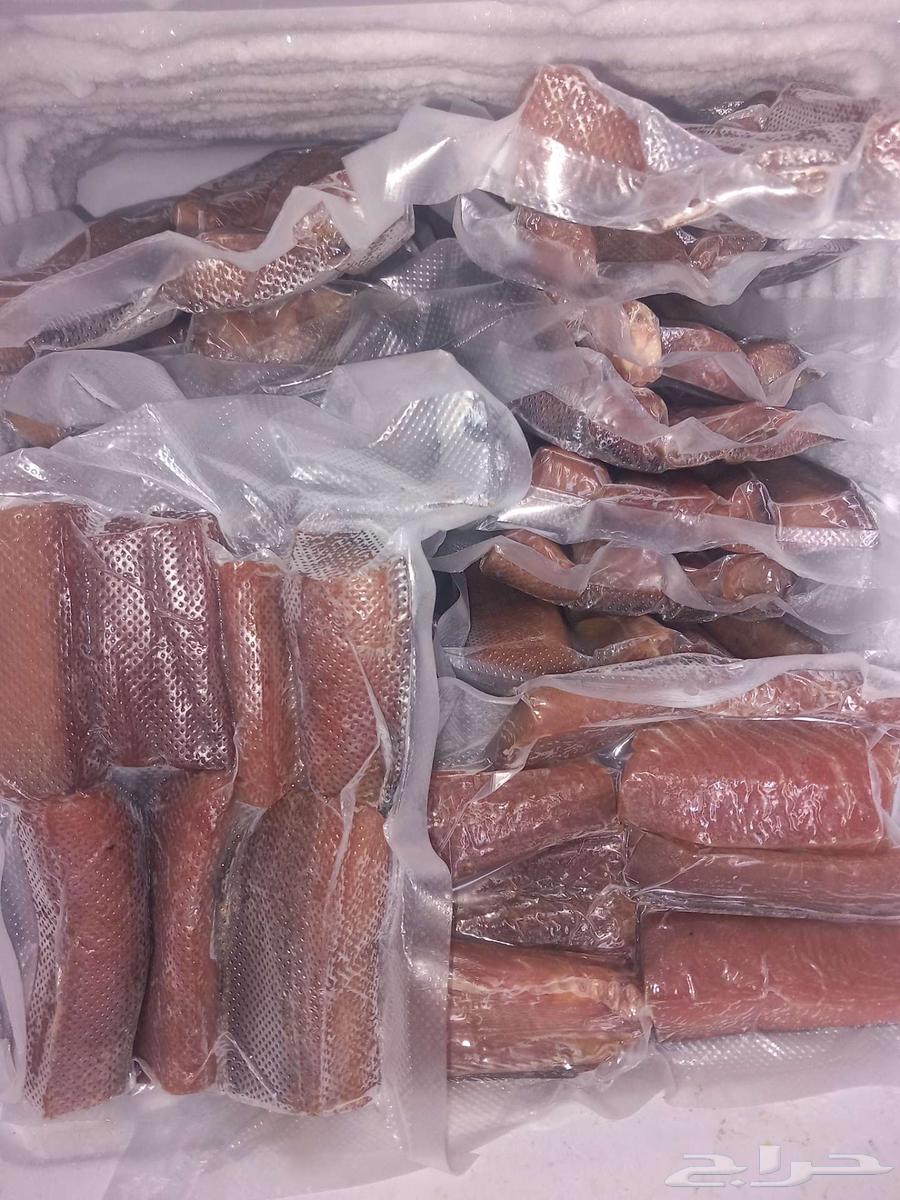 لخم قريني64588285718657110