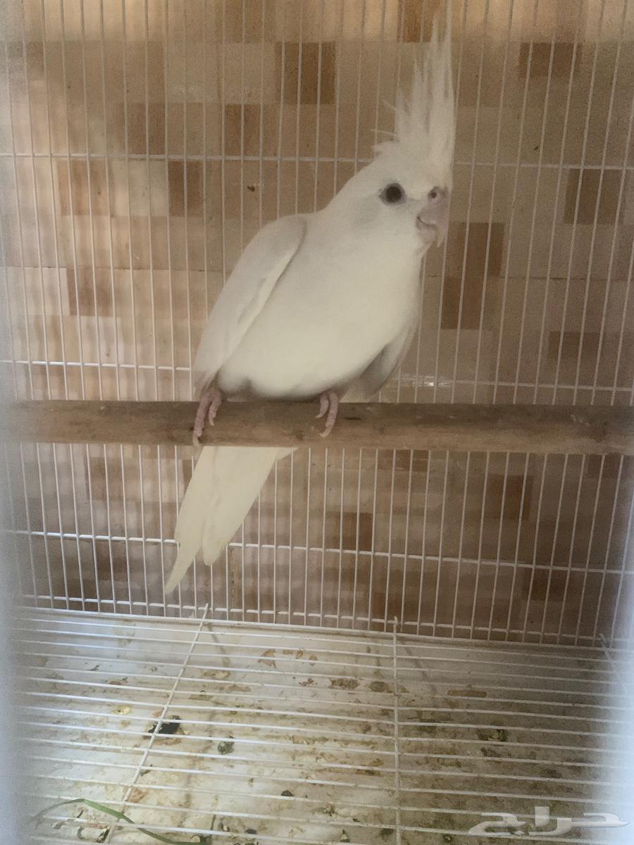 انثي كروان البينو64588806473345111