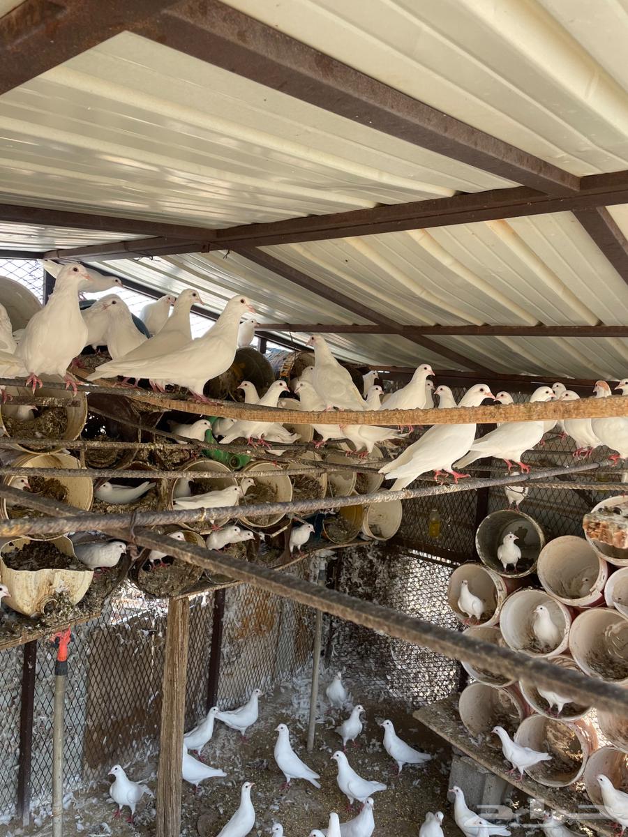 حمام فرنسي منتج للبيع64581883945985110