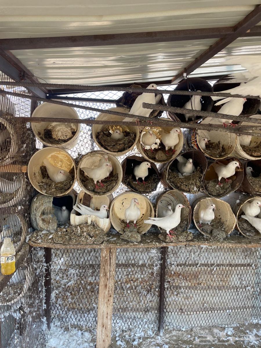 حمام فرنسي منتج للبيع64581883945985112