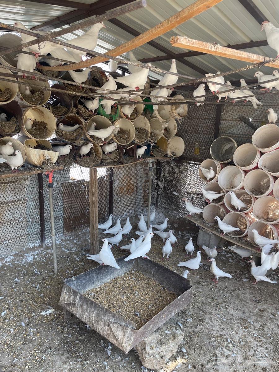 حمام فرنسي منتج للبيع64581883945985111