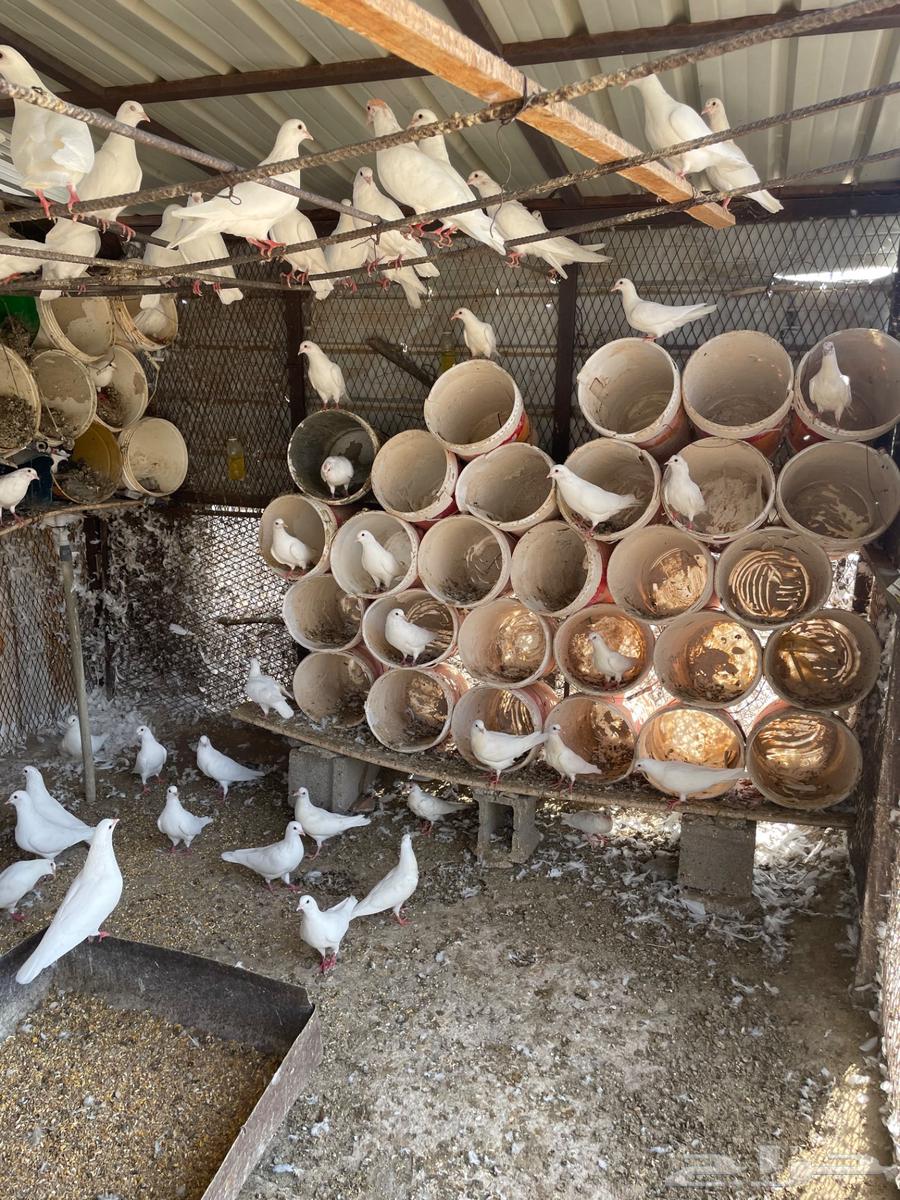 حمام فرنسي منتج للبيع64581883945985113