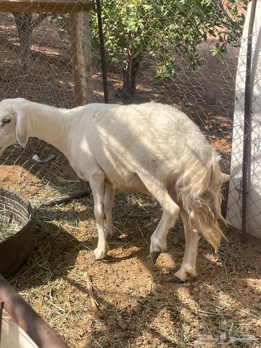 حرية للبيع64582076632706110