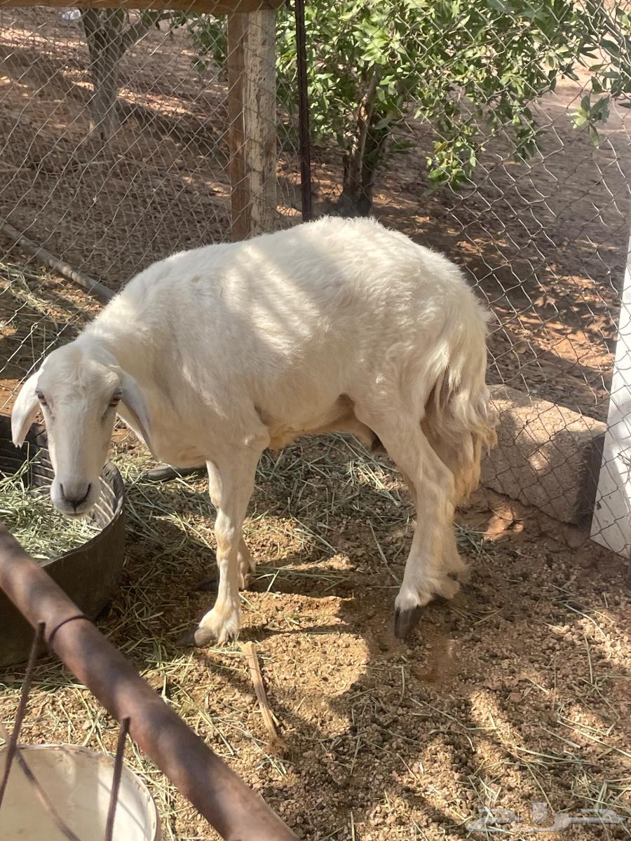 حرية للبيع64582076632706111