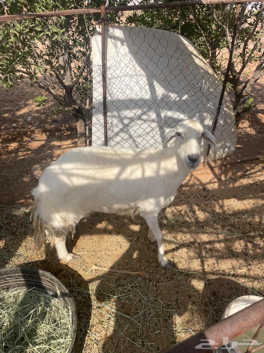 حرية للبيع64582076632706112