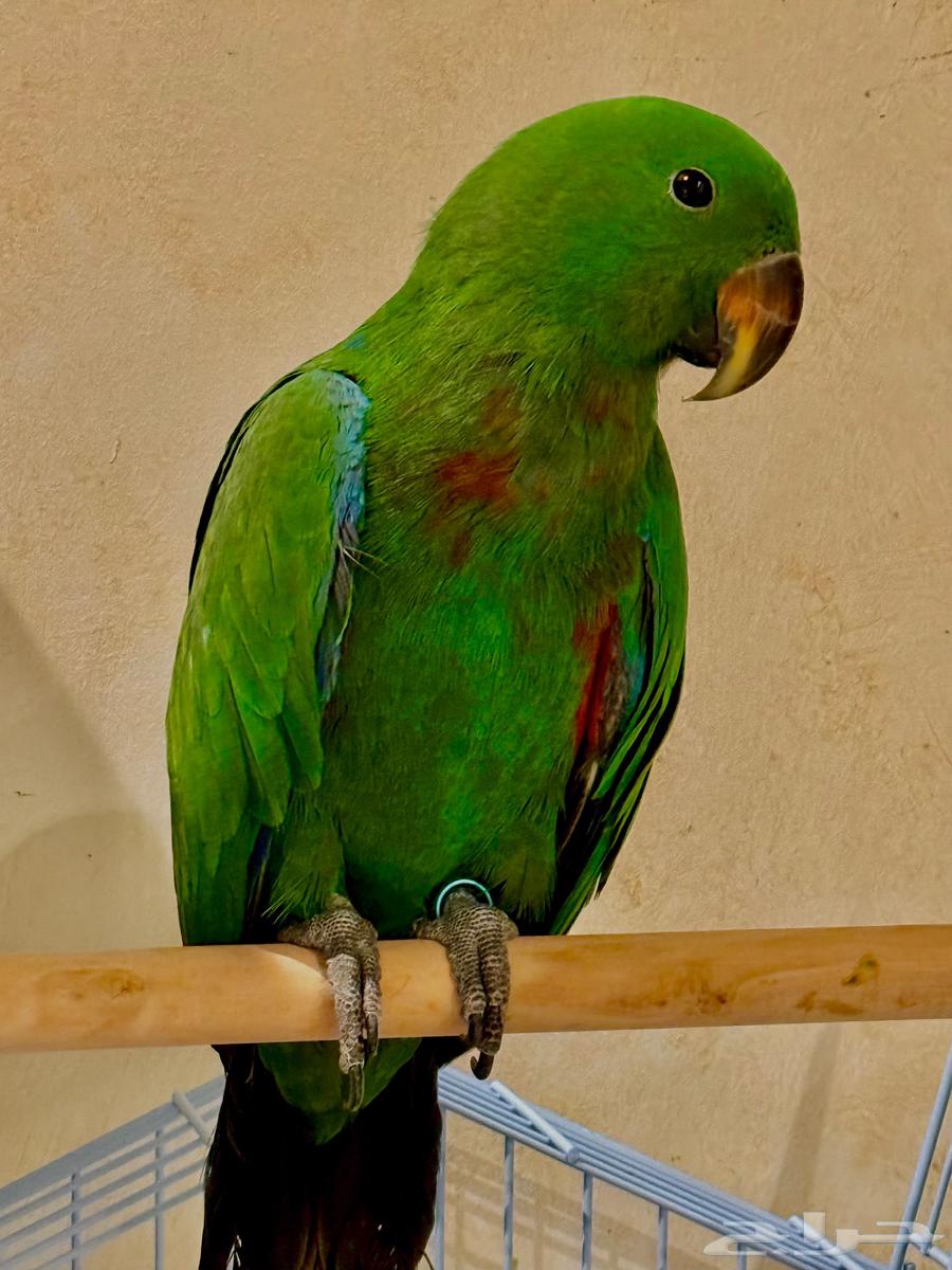 فرخ ببغاء الاكلكتوس 5 شهور ( تم البيع )64582519239297110