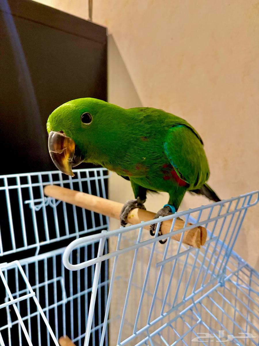 فرخ ببغاء الاكلكتوس 5 شهور ( تم البيع )64582519239297112