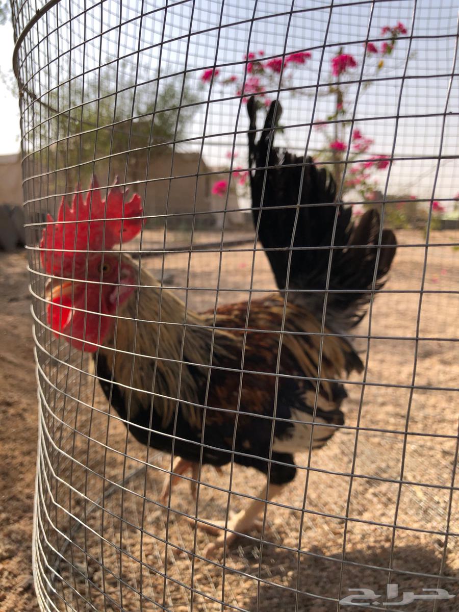 Dek Dandraoui64582471116547112