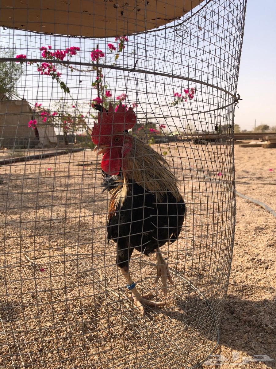 Dek Dandraoui64582471116547113