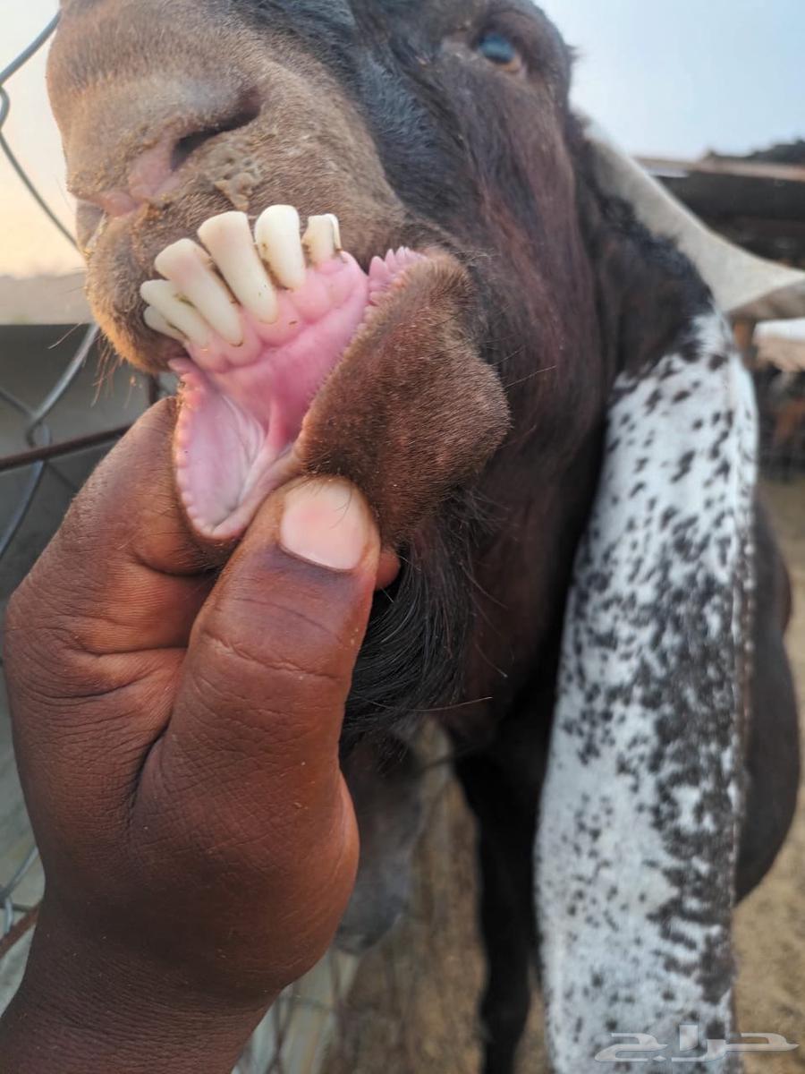 تيس فحل للبيع64583222557570110