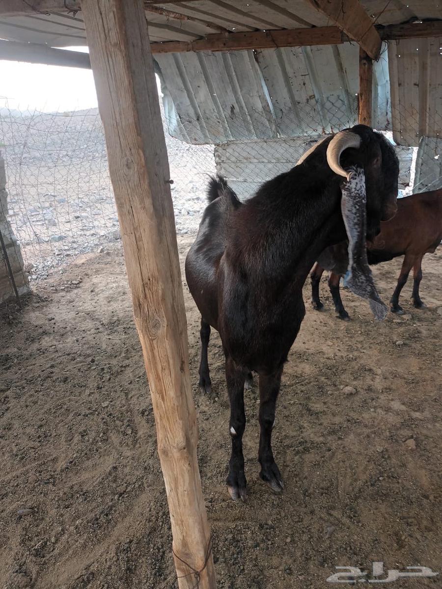 تيس فحل للبيع64583222557570113