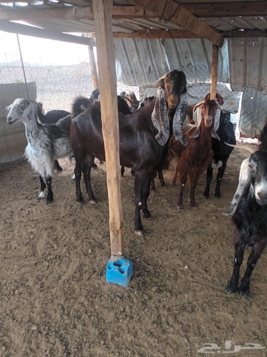 تيس فحل للبيع64583222557570112