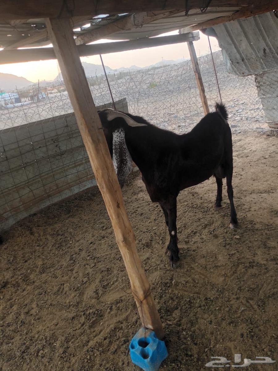 تيس فحل للبيع64583222557570114