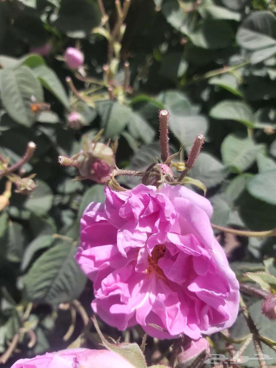 ورد طائفي ملكي64583237080451112