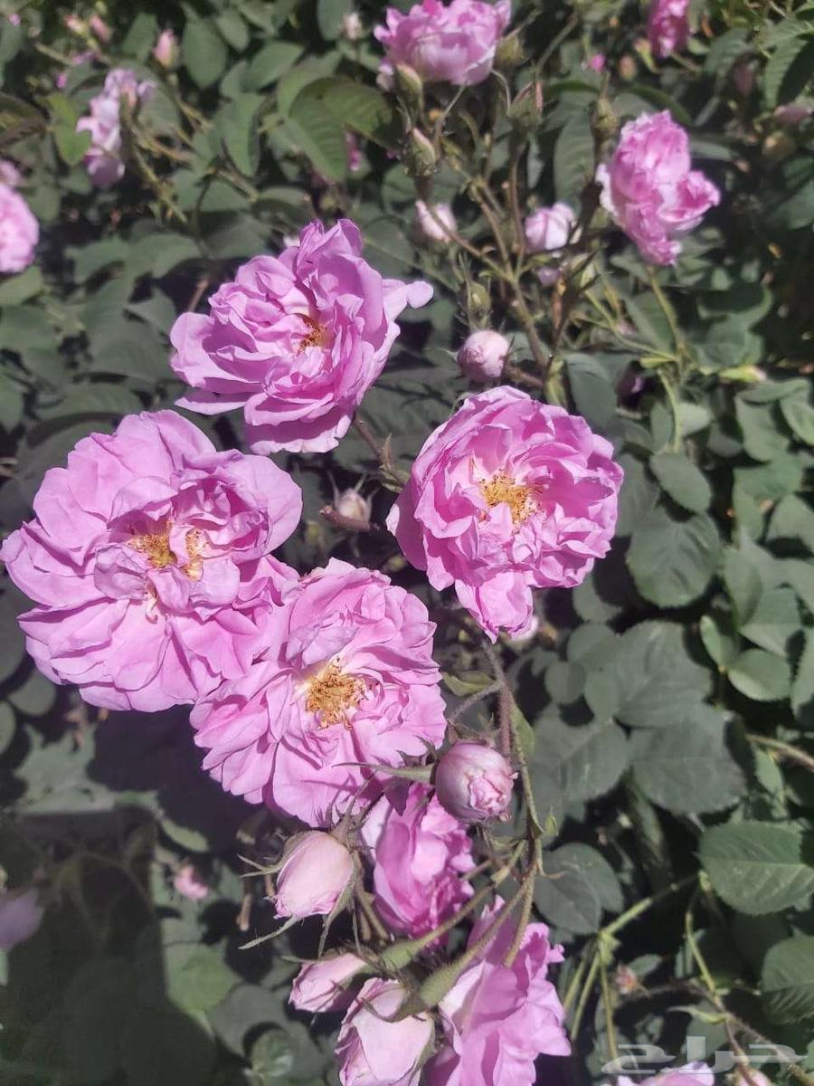 ورد طائفي ملكي64583237080451113