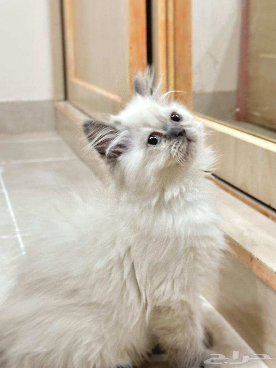 قطة هملايا 200 ريال64583696767362111