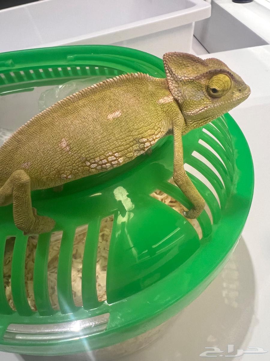 حرباء للبيع64584418856451114