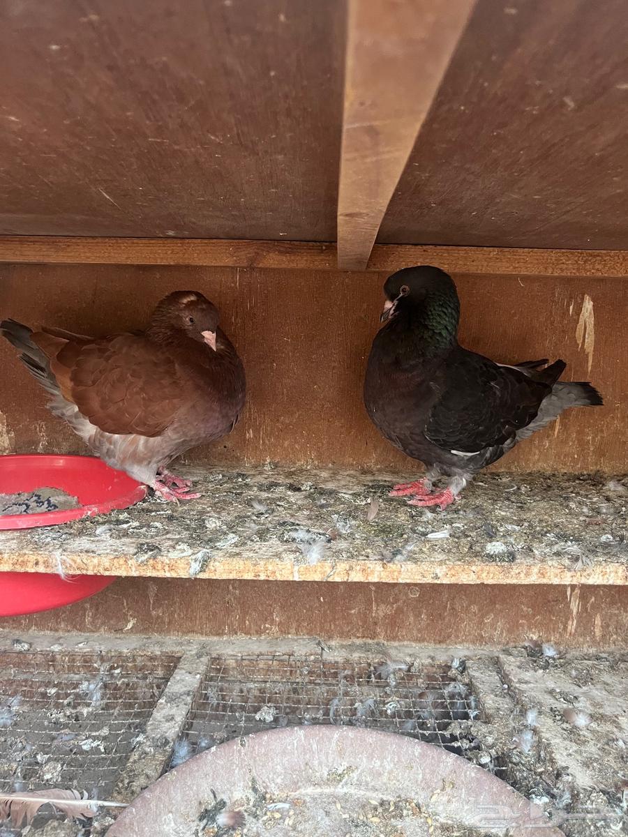 جوز كنق64584447221635110