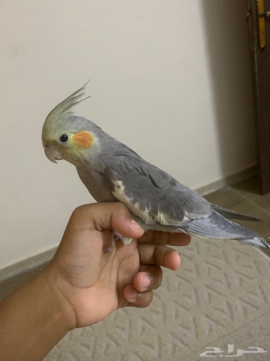 كروان اليف مدرب64584870061315110