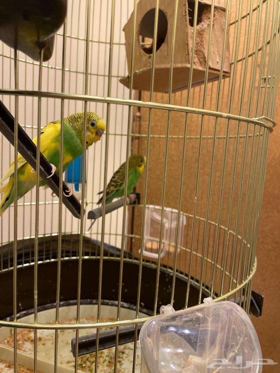 2 طير بادبجي مع قفص64585807481089110