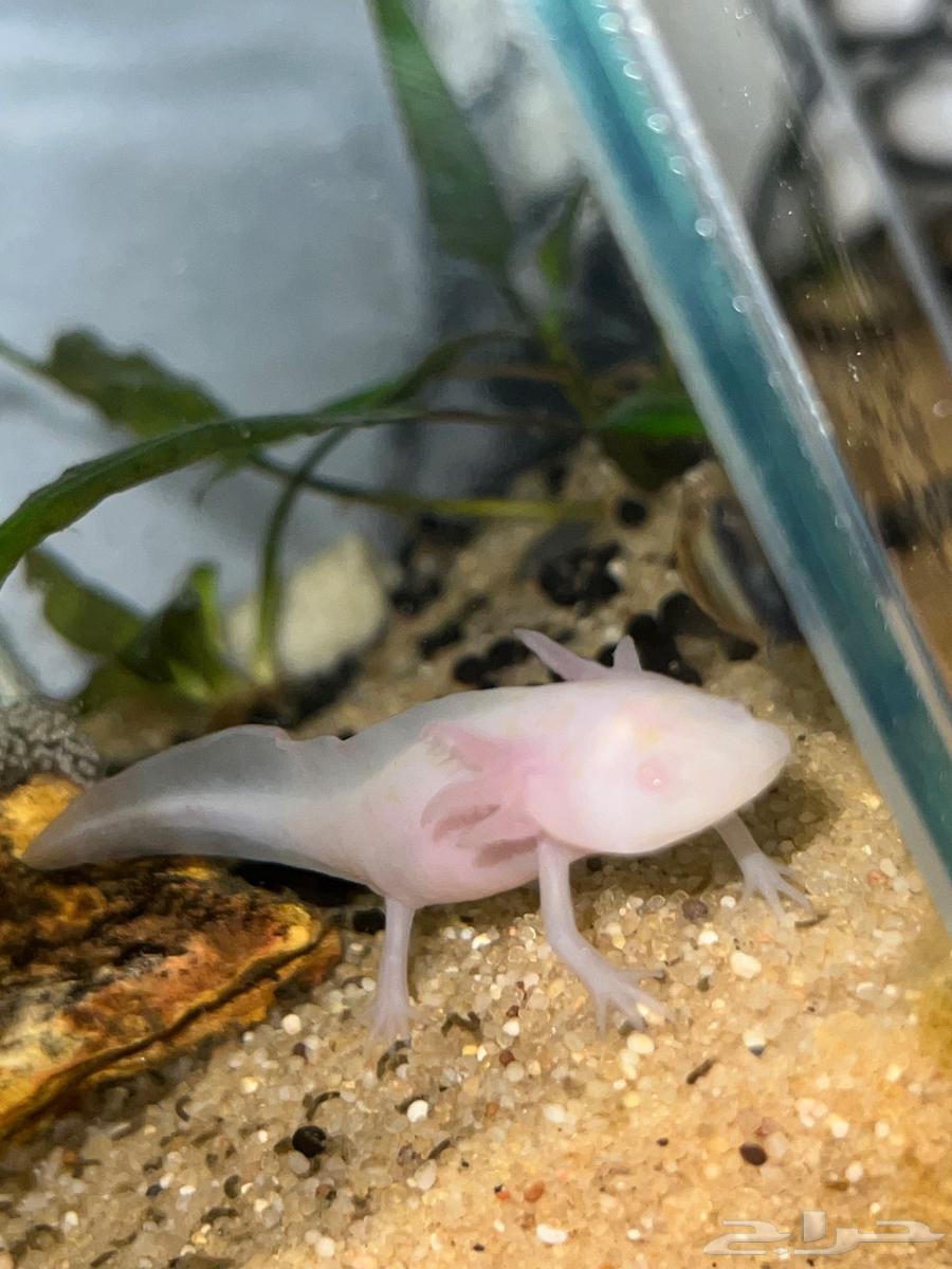 اكسلوتل عفريت الماء64586849392769110